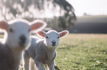 Load image into Gallery viewer, Little Fly 2 Pack
